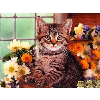 Obrazy diamentowe 5d 30 x 40 cm - kotek w kwiatach [22040000515]